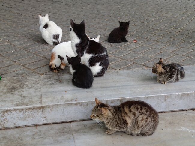 ブルーモスクを見て、近くのトルコイスラム美術博物館でたくさんの猫を見ました。ハマムで垢すりとオイルマッサージ。ロカンタの「バルカン」で食事。ベヤズットで猫の群れを見ました。ホテルにもどって休憩。２０：３０からのベルトラで予約していたホジャパシャシアターでの民族ダンスショーを見ました。