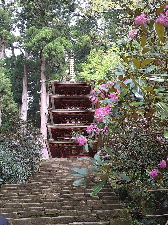 石楠花の室生寺と牡丹の長谷寺に出会う奈良旅①　　～室生寺のシャクナゲ～
