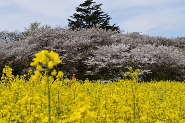 今年の桜はいかがなものか？近所からちょっと遠方まで、日本列島桜の旅です。先ずは近場から、埼玉幸手の権現堂。