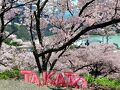 高遠桜と枝垂れ桜の光前寺にまつわる、絵島囲い屋敷と早太郎伝説。