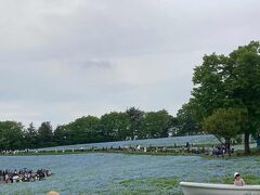 昭和記念公園のネモフィラ