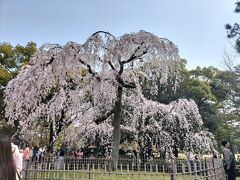 京都で春風そよぐ満開の桜を見物。インバウンドの混雑とは無縁でした