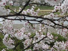 桧木内川堤の桜