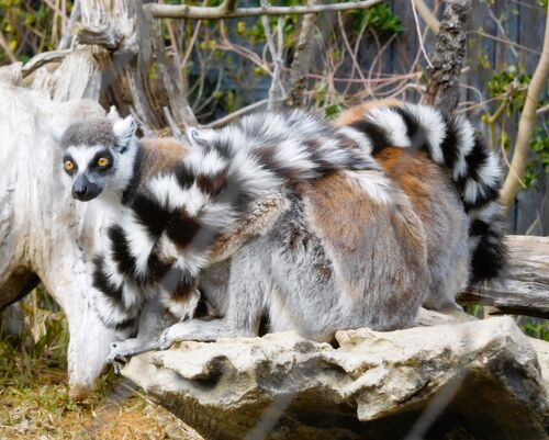 ときわ動物園 ときわ動物園 - ときわ公園|山口県宇部市