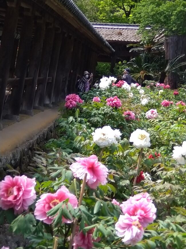 ２年前の９月に、２泊３日のツアーで念願だった奈良の長谷寺と室生寺を初訪問しました。二寺とも期待通り美しい寺でした。でも、長谷寺はぼたん、室生寺はシャクナゲで有名なので、花の綺麗な時期に訪問したかったなあという思いも持ちました。<br /><br />先日、新聞広告で「石楠花の室生寺と牡丹の長谷寺」というツアーを見つけました。往復フェリー利用、ホテルを利用しないので二泊三日で２３０００円という低価格。<br />１日めの夜門司港を出発して翌朝神戸に着いて奈良の花寺を観光。夕方大阪・泉大津出発して翌朝門司港に着くというピンポイントツアーです。<br /><br />綺麗な花を見ることができればラッキーですが、見られなくてもこの値段ならダメージは少ない(笑)願ってもないツアーで主人を誘って参加しました。<br />さて、綺麗な花は見られるのかな？<br />