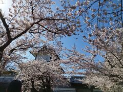 北陸応援割で長野・石川さくら旅（５）兼六園は桜満開