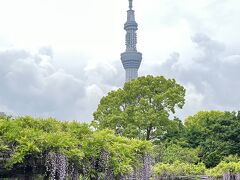 藤まつり開催中の亀戸天神～香取神社へ御朱印散歩