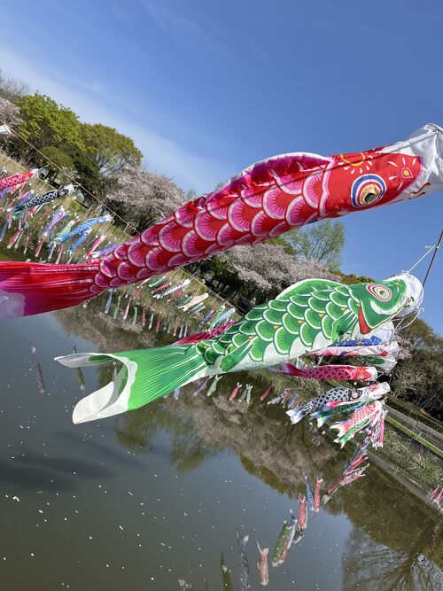 祝！今年も世界一！合計4000匹の鯉のぼり～！天まで上がれ～！』館林