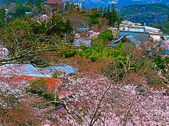 吉野山5/13　桜展示園あたり　中千本に下り　☆火の見櫓跡-絶景ポイント/一服休憩