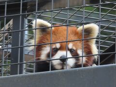 春のお彼岸　静岡へお墓参り　☆日本平動物園編！