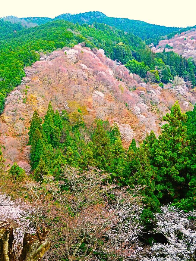 吉水神社（よしみずじんじゃ）は、奈良県吉野郡吉野町にある神社。<br />世界遺産「紀伊山地の霊場と参詣道」の一つとなっている。<br /><br />境内からは「一目千本」と呼ばれる中千本と上千本の桜がよく見える。<br /><br />吉野山（よしのやま）は、奈良県の中央部・吉野郡吉野町にある吉野川（紀の川）南岸から大峰山脈へと南北に続く約8キロメートルに及ぶ尾根続きの山稜の総称、または金峯山寺を中心とした社寺が点在する地域の広域地名。<br /><br />古くから花の名所として知られており、その中でも特に桜は有名。現代でも桜が咲く季節になると花見の観光客で賑わう。地域ごとに、地域ごとに、下千本、中千本、上千本、奥千本と呼ばれている。<br /><br />1936年（昭和11年）2月 には吉野熊野国立公園に指定された。また2004年（平成16年）7月には吉野山・高野山から熊野にかけての霊場と参詣道が『紀伊山地の霊場と<br />参詣道』としてユネスコの世界遺産に登録された。<br /><br />吉野山は平安時代頃から桜が植え続けられてきた。 桜の種類は、ほとんどが白山桜（シロヤマザクラ）であり、その数は約3万本にも及ぶという。 これらの桜は、4月初旬から末にかけて、山下の下千本から順に山上へと開花してゆく。この時期の吉野山は花見客で大変、賑わう。<br />