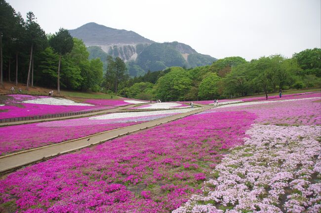 連休初日の4/27(土)は、曇り空の朝、西武秩父駅へ行き、秩父鉄道の御花畑駅へ移動し、おいしい天ぷらそばを頂きました。西武秩父駅に戻り、10時30分より埼玉スリバチ学会のフィールドワークに参加しました。<br />ここは1600万年前は深い海の底だったそうです。現在、荒川に沿い、段丘が十数段有るそうで、そこを下り、上りしました。お昼、秩父盆地は蒸し暑くなりました。<br />昼食はうどんとミニかつ丼がおいしかったです。<br />秩父神社は武甲山を臨むように位置しており、武甲山が重要な存在であることを再確認しました。<br />羊山公園の芝桜はしおれ始めていましたが、まあまあ写真が綺麗に撮れました。<br />終了後、西武秩父駅前の2階での飲み会に参加し、塊りのこんにゃく、天然ミツバのお浸し、タケノコ、地鶏、冷酒をおいしく頂きました。この店が「山渓の味 駅前」で、文字通りの店名です。