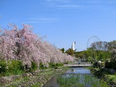 爽やかな「青い空」の下、大阪万博記念公園の自然文化園で、今年３度目の桜見物「枝垂れ桜＆染井吉野」を楽しむ。（2024）