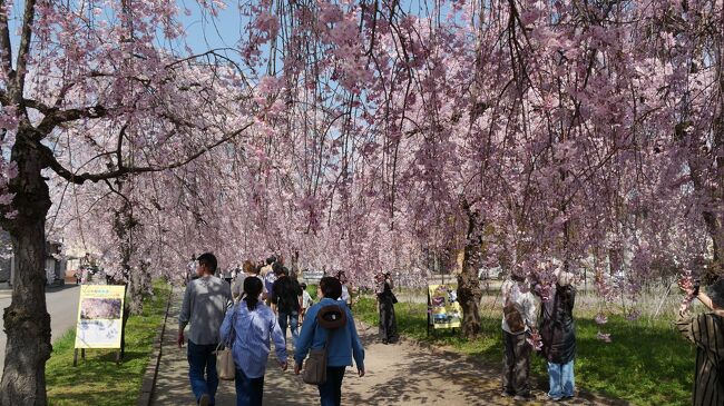 会津坂下からバスで会津若松に戻り今度は喜多方へ。<br />かつて喜多方駅から分岐していた国鉄ローカル線の廃線跡はしだれ桜の名所になりました。<br />また喜多方には多くの蔵も残り、「蔵の町」をアピールしています。<br /><br />翌日は仕事前に会津鶴ヶ城へ。<br />桜満開、しかも風が吹くと桜吹雪がとても美しかったです。