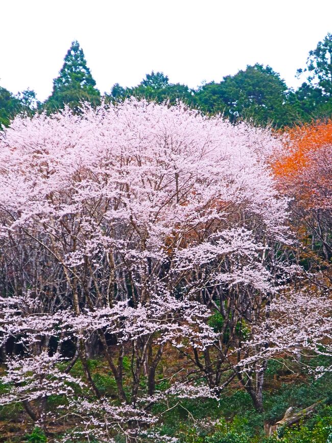 吉野山12/13　金峯山寺蔵王