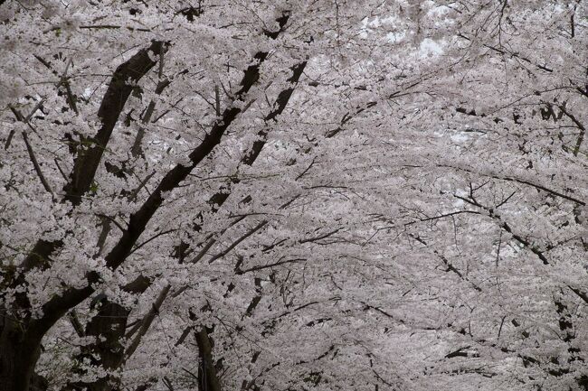 2024年の桜紀行は北上し、青森まで足を延ばす。今年は極端な三寒四温で桜開花予想が難しかったけど、弘前の桜は満開、タイミングばっちりでした。