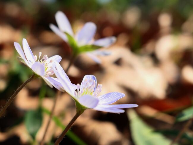 3月に入っていよいよ春めいてきた<br />つまり『花』の季節到来<br /><br />というわけで、春の花を探してうろうろ歩いた記録･･･と書くと各地へ飛び回ったみたいだが、実際は神奈川県内どころかたったの２ヶ所だけの記録<br />そのうち1ヶ所に何度も通ったものだから、大量の写真が残って茫然<br /><br />ボーっとしてたもんだから、旅行記アップのタイミングを見事に外す<br />おまけに絞り切れずに写真多過ぎ<br />ササ～っと流していただければ･･･<br /><br />=================<br />以前の記録<br /><br />春の花を探してうろうろ歩いたまとめ記録 2022 ≪カタクリにも遭遇≫<br />https://4travel.jp/travelogue/11752261<br /><br />早春の宝探し　～カタクリを探せ！～<br />https://4travel.jp/travelogue/11817143