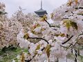 京都でマリオットに泊まる その５「仁和寺　御室花まつり」
