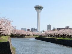 函館の桜　～満開の五稜郭公園～
