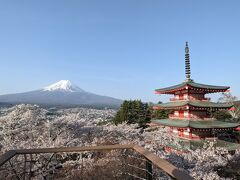 満開の桜　新倉山浅間神社と土肥温泉