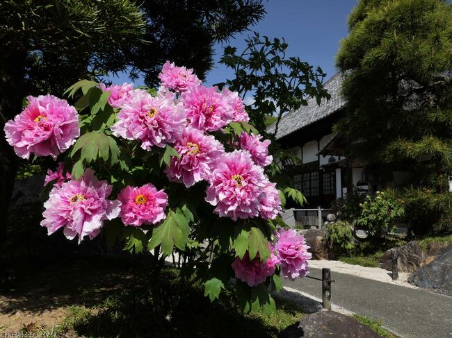 栃木県足利市の「光明寺」へ、ボタンを見に行きました。<br /><br />まだ咲き初めで、開花は半分弱の印象でしたが、若くて綺麗な花を、快晴の青空の下で楽しむことができました。