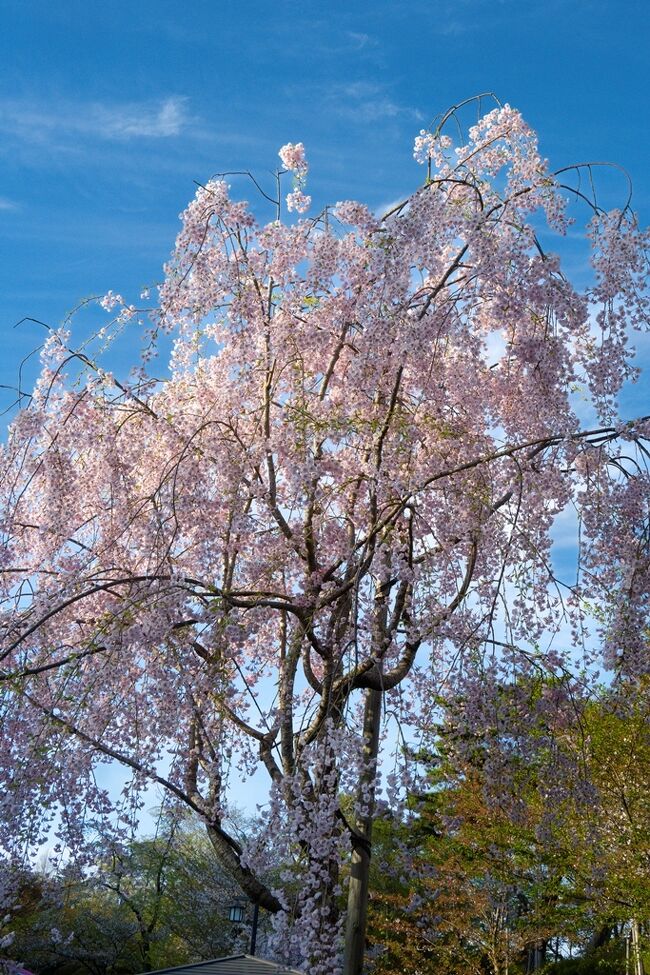 　4月22日から26日まで、角館、弘前、函館と、桜を追いかけてきました。<br />　初日は秋田泊りです。夕方到着後、千秋公園の桜を見に行きました。