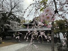 【埼玉】桜？鯉のぼり？それとも食べ歩き？…多くの観光客で賑わう川越のまち
