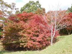 ２０２１年１１月　山口県・山陽小野田市　江汐公園で紅葉を見ながら散歩しました。