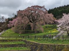 直前にまさかの暴風雨、それでも奈良の一本桜『又兵衛桜』へ