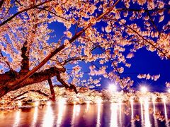 弘前城公園の夜桜　2024