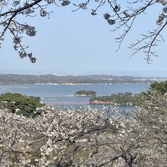 松島絶景ポイント・桜の名所「西行戻しの松公園」