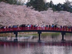 弘前公園の桜