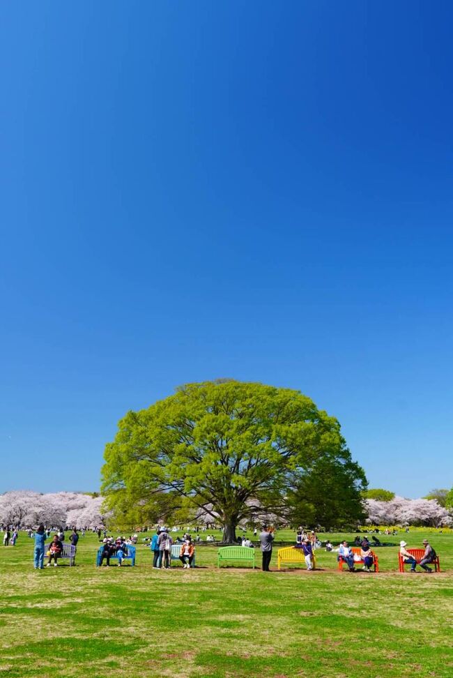 昭和記念公園の桜とチューリップが満開と聞き行って来ました。