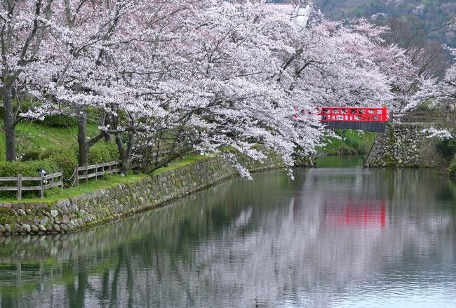 ４月最初の週末、西日本の方から続々と桜の便りが聞こえてきている中、桜を求めて鳥取県を東から西へと横断していく旅へ。<br /><br />旅の１日目、飛行機で「鳥取空港」へと向かい、さっそく「久松公園（鳥取城跡）」を観光した後、同じく鳥取市街に鎮座する因幡国一之宮「宇倍神社」へお参りを。<br />そして鳥取市西部に位置する鹿野町へと車を走らせ、次に訪れたのが、戦国時代の武将・亀井玆矩の居城「鹿野城」の跡に整備された「鹿野城跡公園」で、約500本のソメイヨシノが咲き誇る桜の名所です。<br /><br />「久松公園」の桜は５分咲きくらいでちょっと心配だったのですが、「鹿野城跡公園」の方はほぼほぼ満開で、特に満々と水を湛えたお堀の水面に咲き誇る桜が映り込む光景は、素晴らしいの一言でした♪<br /><br /><br />〔桜を求めて鳥取県を横断する旅（2024年４月）〕<br />●１日目①：久松公園（日本さくら名所100選）／鳥取城跡（日本100名城）<br />　https://4travel.jp/travelogue/11895532<br />●１日目②：宇倍神社（因幡国一之宮）／鹿野城跡公園【この旅行記】<br /><br />〔全国一之宮巡拝記（中国・四国エリア）〕<br />●中山神社（美作国）：https://4travel.jp/travelogue/11491168<br />●大山祇神社（伊予国）：https://4travel.jp/travelogue/11668908<br />●土佐神社（土佐国）：https://4travel.jp/travelogue/11548589