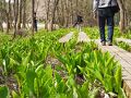 2024 「　雪割草　＆　水芭蕉　」の旅＜ 新潟県長岡市・柏崎市・五泉市 ＞
