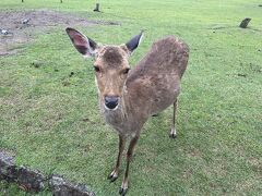 奈良旅　鹿と緑と本に癒される　初夏のならまち散歩