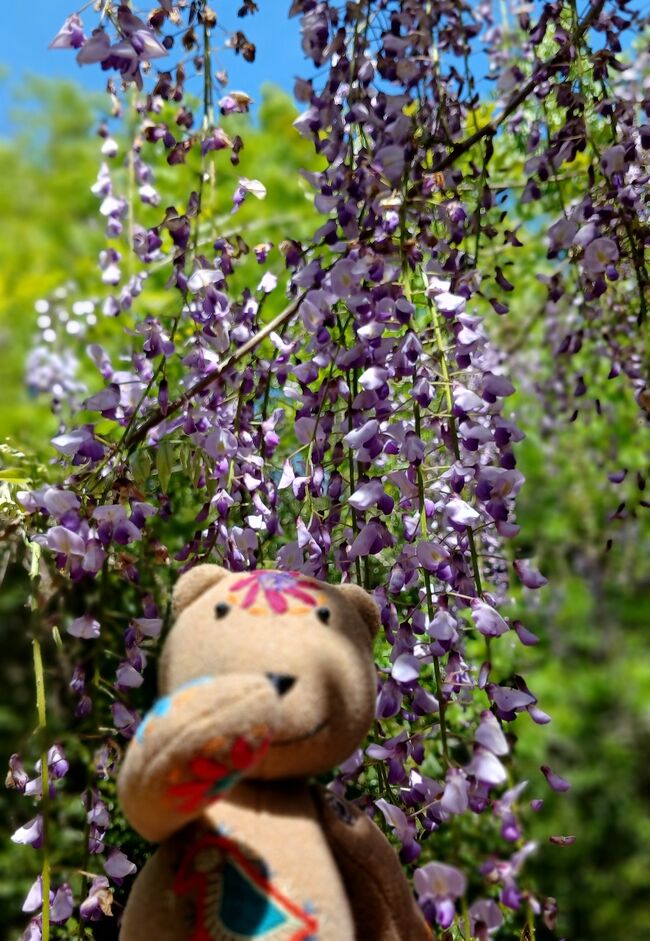 御坊のラーレちゃんとこに行くと決めてから、どこ行こうかと検索中に見つけた『みやまの里』。日本一長い藤棚ロードがあるらしい。4月に入ってからサイトの開花情報(https://hidakagawa-kanko.jp/miru/fujikaika/)を確認しながら、咲いた！となったところで御坊に行くという計画。今年は開花がちょっと遅れてるらしく、なかなか咲いてくれん。滞在中に咲かんかったら、ラーレちゃんとはいつ会えるんや？と心配してたけど、4月末には見れそうな感じ。でも天気予報は雨ばっかり！１日だけ晴れマークが見えたので、その日に決定。<br /><br />*『冥土のみやげ』というのは、歳とって気弱になってる母ちゃんのため<br /><br />(1)準備～出発～日本上陸 3/8～9<br />(2)食い倒れ大阪で再会したら食いまくり 3/11～12<br />(3)伊勢参り 3/17<br />(4)うどん三昧 3/19～24<br />(5)実家滞在記と食べたもの（3月）<br />(6)尼崎散歩 4/5<br />(7)箕面温泉 4/8～9<br />(8)飛騨高山 4/12～13<br />(9)信貴山やっぱり奈良好きやわ～ 4/18<br />(10)須磨さんぽ 4/20<br />(11))実家滞在記と食べたもの（4月）<br />(12)桜オンパレード<br />(13)御坊フリー4/23～27<br />★(14)日本一長い藤棚ロード 4/25<br />(15)ちょっとトルコへ想いを馳せる 4/26<br />(16)宇治さんぽ 5/4<br />(17)実家滞在記と食べたもの（5月）<br />(18)長いトランジット何して過ごす?～やっぱり自宅が一番や 5/11～12<br />