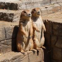 April 2024 熱海＆伊東観光 ～伊豆シャボテン動物公園へ～