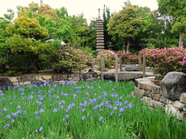 神戸市垂水区の多聞寺は花の寺として有名で、この時期はカキツバタが境内の池に咲き乱れる。<br />残念ながら一部の池が工事中でやや寂しかったが見ごろを迎えていた。<br />またツツジや、階段の石垣にはセッコクも咲いていて、小雨の中しっとりとした雰囲気に咲く花々が境内を彩っていた。