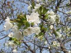 桜は空振りだったけど、やっぱり行く甲斐はあった小豆島。おみやげもいろいろ購入。