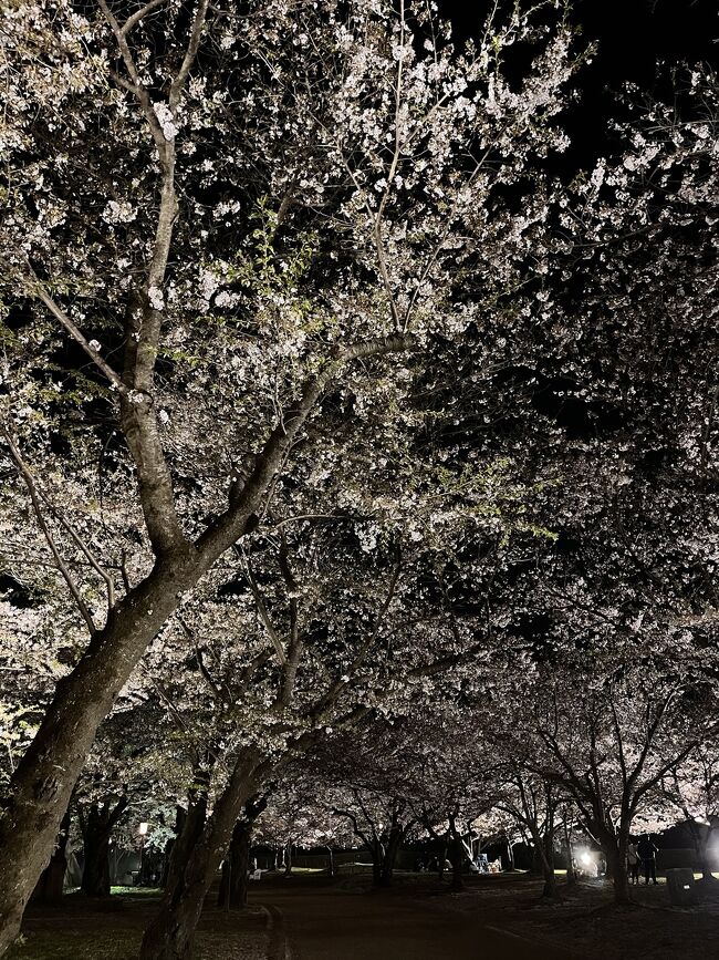 2024年の桜も散り始めた感の強い盛岡だったが、こればかりは自然任せ。しかしながらそれもまたよし、夜桜含め日本の北の風情を堪能してきた。