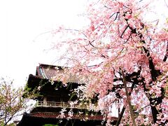 ２０２４年４月　新潟県、新発田の春を巡ります！（２／２）