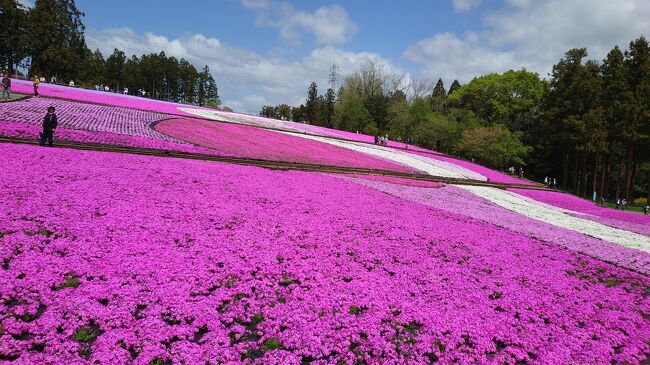 今年も芝桜の時期に二泊三日で秩父へ行ってきました。<br />昨年よりも開花が遅かったのでタイミング良くきれいな芝桜を見ることができて大満足！<br /><br />今回はいつもの宿に一泊、もう一泊は昨年夏にオープンしたばかりのルートインGrand秩父に泊まってきました。<br /><br />最終日は日帰り温泉梵の湯、秩父駅周辺をぐるっと散策して楽しみました。<br />何度も秩父に行っていますが、やっぱり秩父はいいところです！