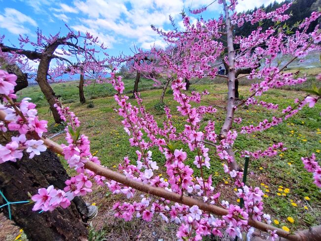 連休の合間に里山で山菜採り。桜の開花は遅れたが山菜は急速に成長した。フキノトウ、コゴミ、タラの芽、コシアブラと今年も順調に収穫できたがもう終盤だ。<br />自然の力はコントロールができない。