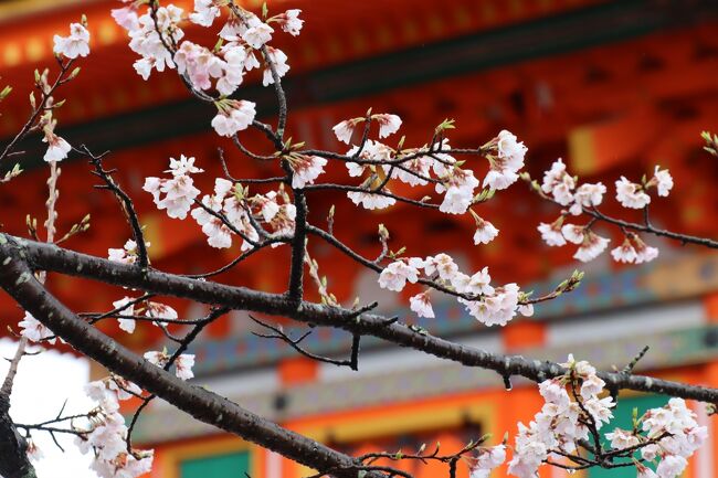 今年の1月、昨年の10月以来、暫くぶりで飛行機旅をしたいとの思いが募り、さてどこへと考えましたが最終的にまた、京都になりました。昨年の春の桜の京都があまりにも見事で、他へ行こうとの選択肢は私の中になくなり、私は完全にもう「京都大好き人間」に化しました。<br /><br />相方ももう半分、諦めムードで「京都でいいよ」との返事しか返ってきません。昨年の10月には個人旅行で京都の今まで行きたくても行けなかった所へ訪問できたので、今回は桜の時季の混雑を考えると少し楽をしたいとの思いから読売旅行のツアーにしました。<br /><br />ただ、純粋に桜のみのツアーは昨年と同じになるので、今回は少し広げて桜の時季の世界遺産巡りを選びました。ただ、時季は迷いました。今回の24日から3泊のもの以外にも、少し早い時季のツアー、更に遅い時季のツアーもありました。昨年、一昨年の桜の時季を考えると近年どんどん開花が早まっていることから24日～27日の3泊4日がBESTだと考えました。<br /><br />でも、結果的には皆さんもお分かりのように3月の寒の戻りの影響で今年の桜は全国的に大幅に遅れ、完全に計画が狂いました。おまけに、初日の羽田から伊丹への飛行機が1時間近く遅延し、伊丹に着いて何とビックリ。他の各地の空港から集まったお客さんだけでバスガイドさんの案内で先にバス観光を始めたいうことで、私たちは完全に置いてけぼり状態です。唖然としました。<br /><br />さらに悲惨なのは、そこから仕方なく私たち2名は添乗員さんと一緒に京都行リムジンバスとタクシーを乗り継ぎ、遅れて本隊に参加するという最悪の1日目になりました。おまけにこの間のバス代とタクシー代は自己負担と言われ、2名で1万円もの別途出費を払い、踏んだり蹴ったりの出だしとなりました。もちろん、私たちは一つ目の観光スポットの宇治上神社はパス、2つ目の平等院もかろうじて15分位の参拝しかできませんでした。<br /><br />こんな最悪の状況の中で始まったツアーでしたが、桜の香りをほとんど楽しめない中、何とか楽しみを見つける努力をしようと試みて、3泊4日を過ごしました。そのわずかな楽しみと癒しの紹介をちょっとだけしたいと思います。あまりにも残念だったので旅行記はやめようかなとも思ったのですが、せっかくなので備忘録としてアップしました。お時間があれば眺めて下さい。