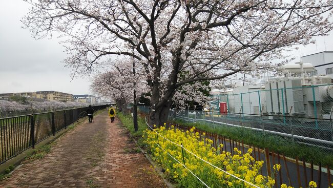 世間には全く知られていない,横浜市戸塚区柏尾川の堤防の桜並木は,江戸時代の安政3年(1856年）に植樹された事がはじまりとされています。昭和初期関東では屈指のお花見の名所で与謝野鉄幹，昌子夫妻が歌を詠んだそうで現在は約350本の桜が植えられております。ソメイヨシノが大半ですがオオシマザクラ、オカメザクラ、カワズザクラ、ヨコハヒヒザクラとうも見られます。<br />当日はJR戸塚駅橋上改札口に10時30分に集合。階段を下りると直ぐそばが柏尾川の右岸となり桜並木が見られる。<br />桜は見事に満開だ。催行日を２回も変更したかいがあった。途中屋台が四軒ほど出ていたが人もまばらだで暇そうだった。予定の金井公園での一休みを止め、手前の柏尾川大橋を渡り左岸からUターンした。左岸も右岸に負けず枝が堤防の上に伸び桜の下を歩き見応えもあった。<br />ＪＲ戸塚駅まで歩き駅近くの「うお三昧きじま戸塚駅前店」で新鮮なお魚を中心にお酒と食事に大満足の一日でした。<br /><br /><br />
