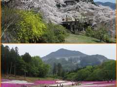 秩父の春2024 宝登山の桜と羊山公園の芝桜　Chichibu in spring