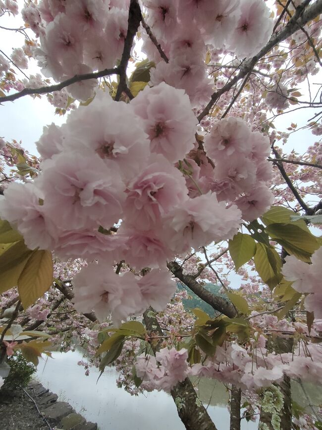 湖北木之本町の、伊香具神社の八重桜が満開という記事をネットで見た<br />天気予報は数日悪そうだ。<br /><br />せっかくの桜が雨に打たれたら散ってしまう、<br />降らなかったら一人で行こう。<br />翌朝薄日のさす空を見て、「これなら大丈夫」と出かけた。<br /><br />北上するにつれて雲が厚くなるけれど、いまさら引き返せない。<br />仲間内では究極の晴れ女という風評を信じて<br />北陸線　木之元駅に向かった<br /><br /><br />