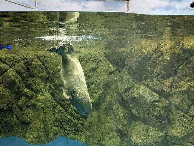 ゴマフアザラシの赤ちゃんが生まれたので、<br />新江ノ島水族館へ行って来ました。<br />ほとんどゴマフアザラシの赤ちゃんの写真ですが、可愛いのでご覧ください。