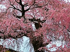 京都-6　円山公園《 祇園しだれ桜 》一重白彼岸枝垂桜-優美　☆満開！人出も最高？　